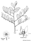 Breyhirs.gif (146615 bytes)