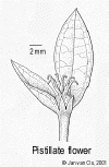 Cleibrev-female.gif (31705 bytes)