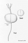 Cleispic-fruit.gif (54920 bytes)