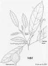 Cleispic-habit.gif (66577 bytes)