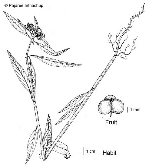 Morphology of Euphorbia atoto: A. Living plant. B. Branch. C.