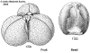 Mallglom-fruit.gif (59929 bytes)